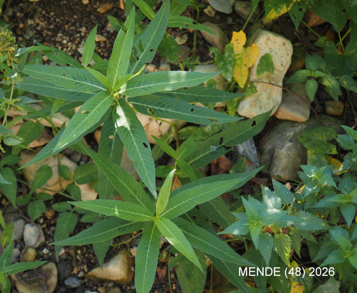 Knotweed, Water plant